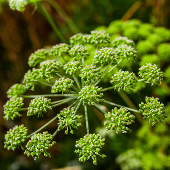 Angelica archangelica, wild celery